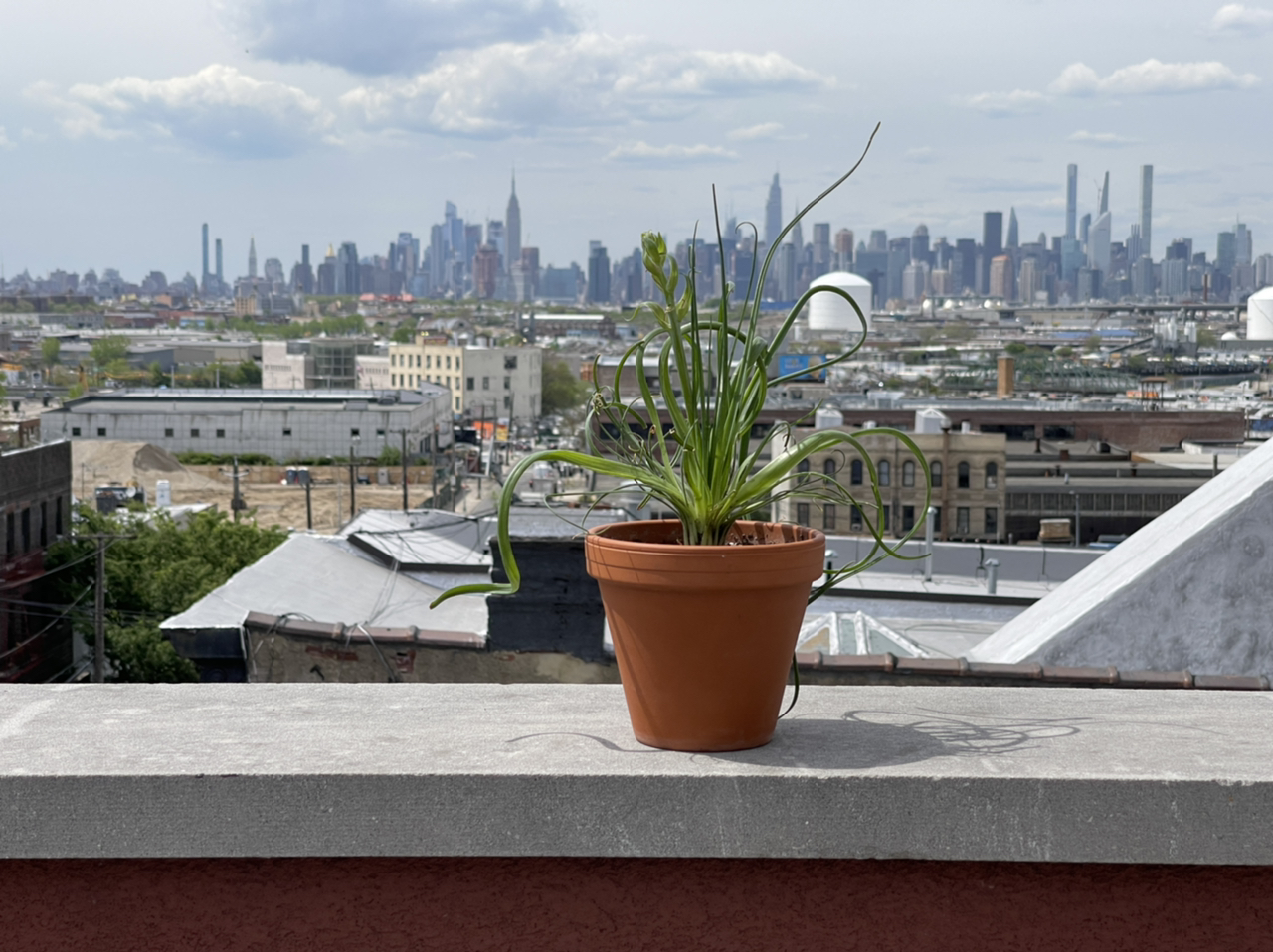 Frizzle Sizzle plant in a pot on a ledge with a cityscape background.