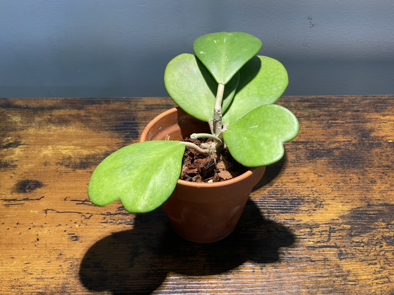 Photo of the plant species Sweetheart Hoya by @cody named Kerii on Greg, the plant care app