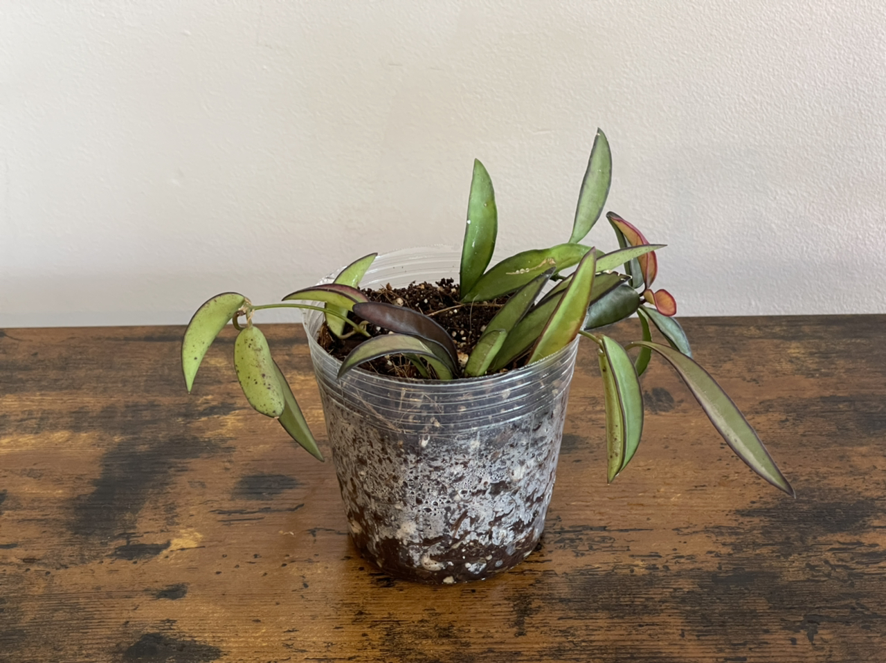 Photo of the plant species Wayetii by @cody named Hoya wayetii on Greg, the plant care app