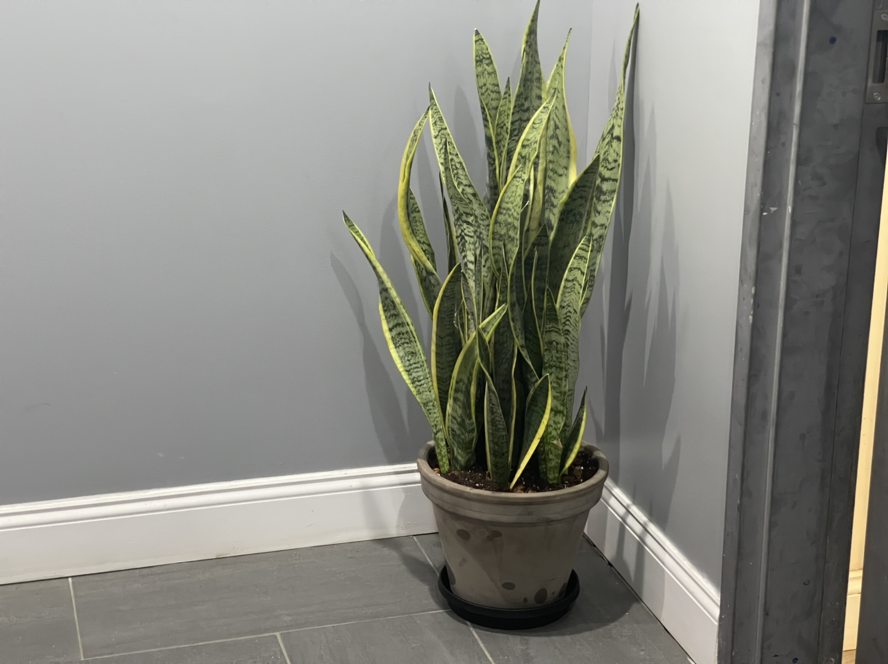Snake Plant plant photo by @cody named Sal on Greg, the plant care app.