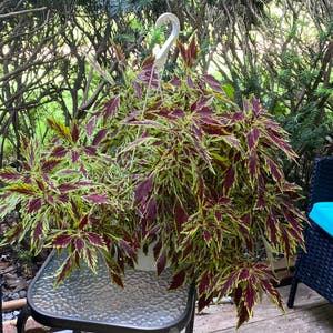 Coleus plant photo by @cody named Chris on Greg, the plant care app.