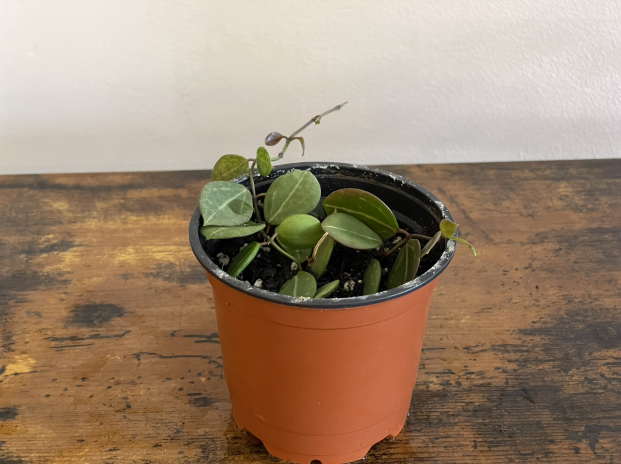 Photo of the plant species Watermelon Dischidia by @cody named David on Greg, the plant care app