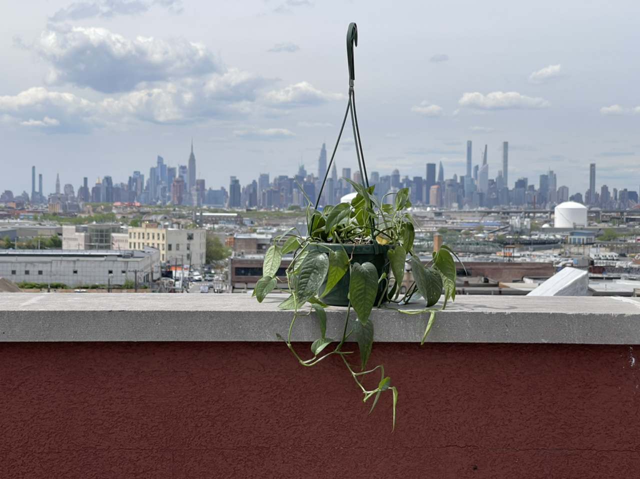 Photo of the plant species Cebu Blue Pothos by @cody named Corbin Bleu on Greg, the plant care app
