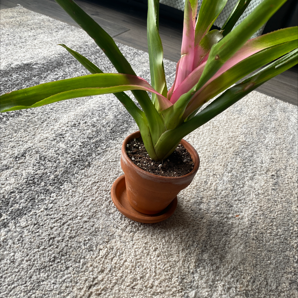 Neoregelia 'Pink Sensation' plant photo by @cody named Zz on Greg, the plant care app.