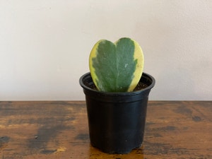 Sweetheart Hoya plant photo by @cody named Karen on Greg, the plant care app.