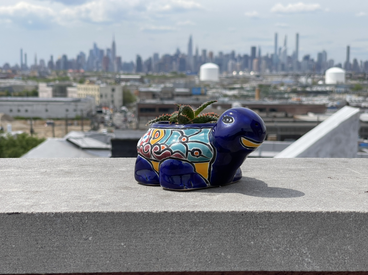 Aloe 'Christmas Sleigh' plant in a colorful turtle-shaped pot with an urban skyline in the background.