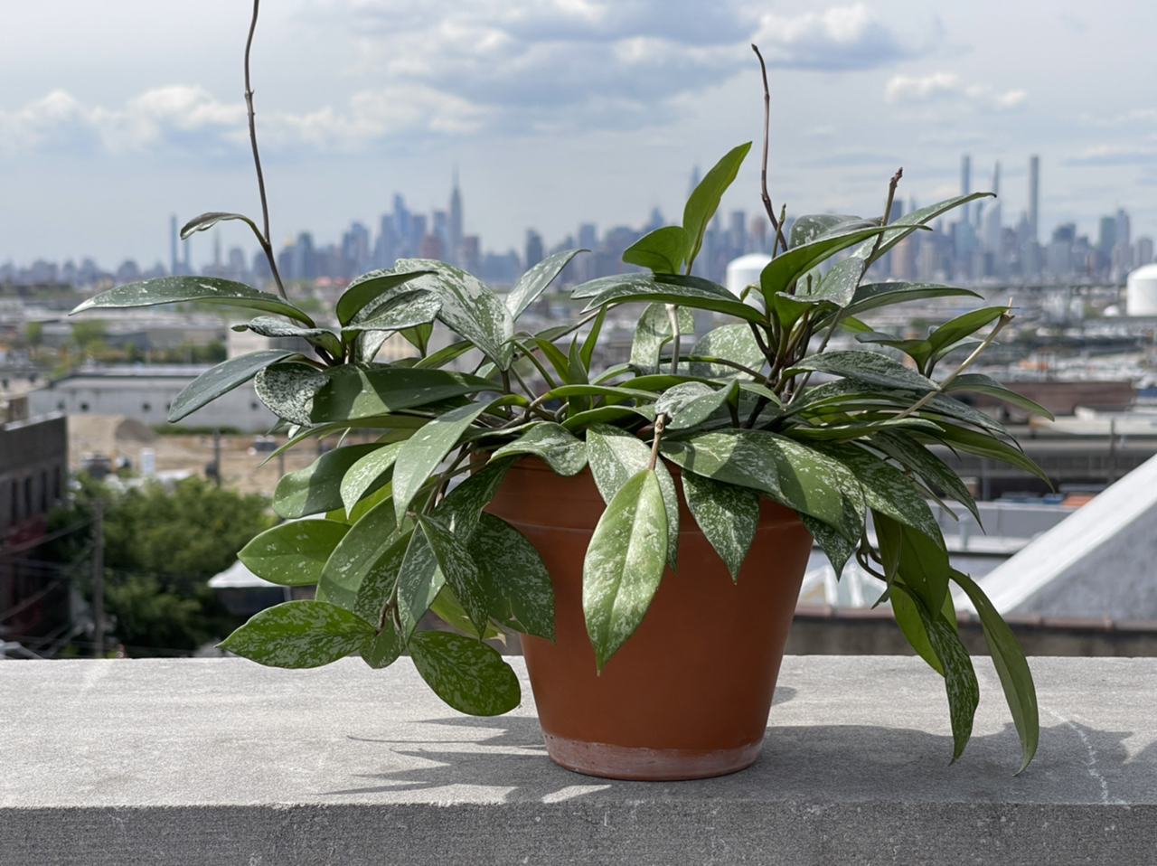 Photo of the plant species Hoya Pubicalyx by @cody named Parker on Greg, the plant care app