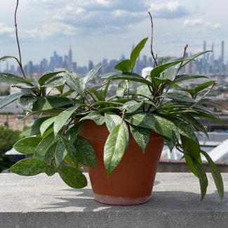 Hoya Pubicalyx plant in New York, New York