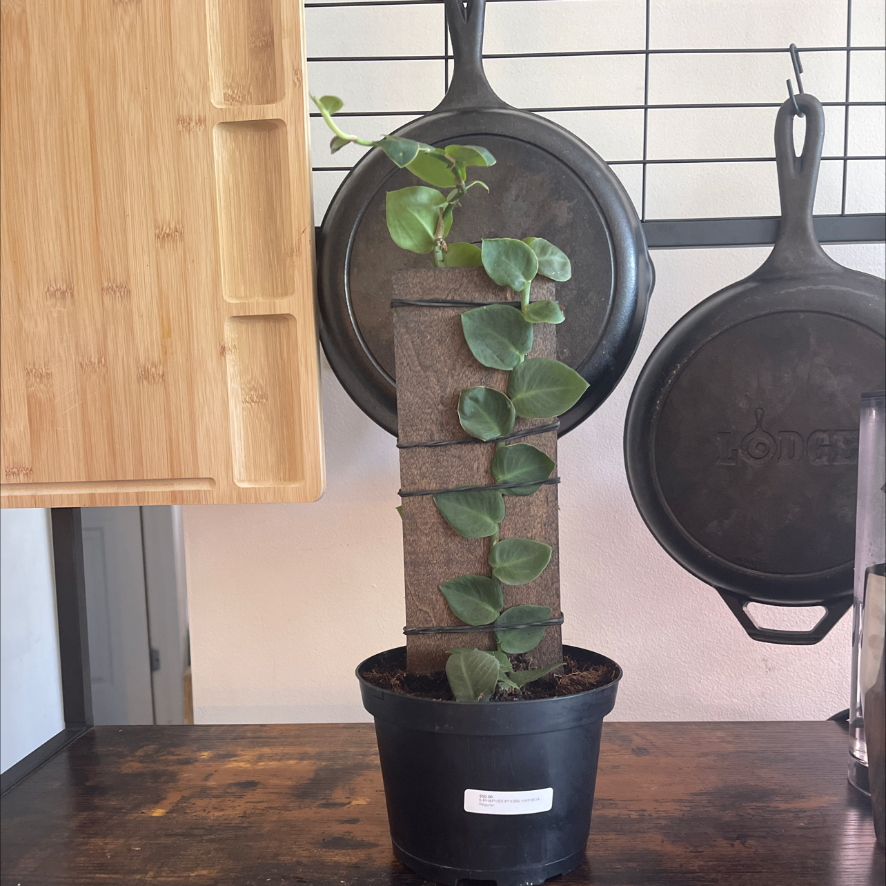 Potted Rhaphidophora hayi climbing a support structure, with kitchen items in the background.