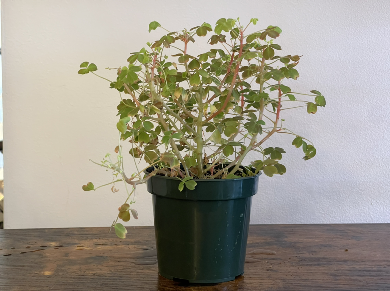 Photo of the plant species Molten Lava Oxalis by @cody named Oxy O’s on Greg, the plant care app