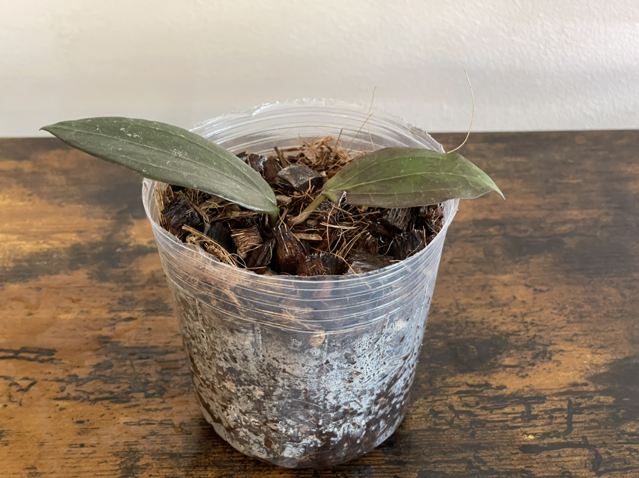 Photo of the plant species Hoya pottsii 'Khao Yai' by @cody named hoya pottsi khao yai on Greg, the plant care app
