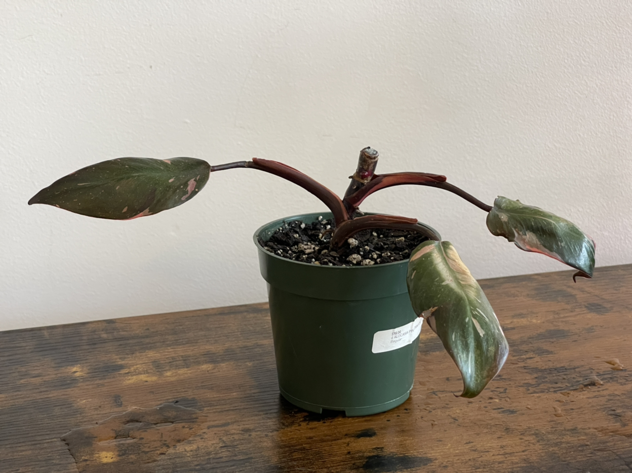 Photo of the plant species Pink Princess Philodendron by @cody named Piper on Greg, the plant care app