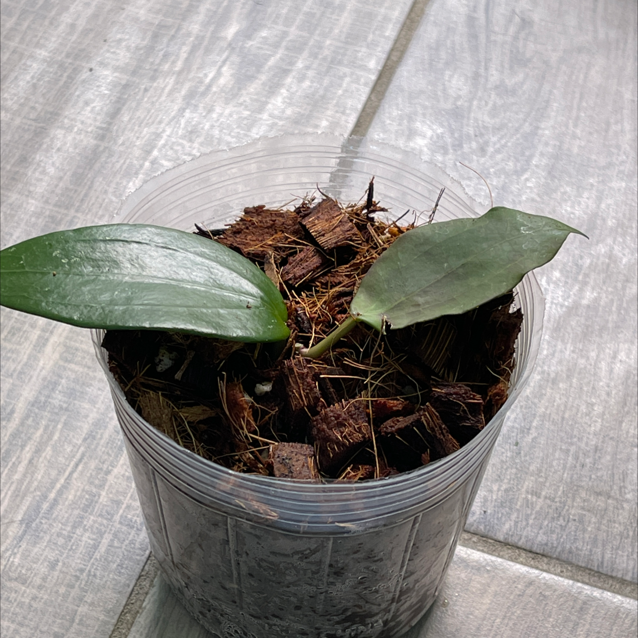 Plant care for Bamboo Orchid on Greg, the plant care app