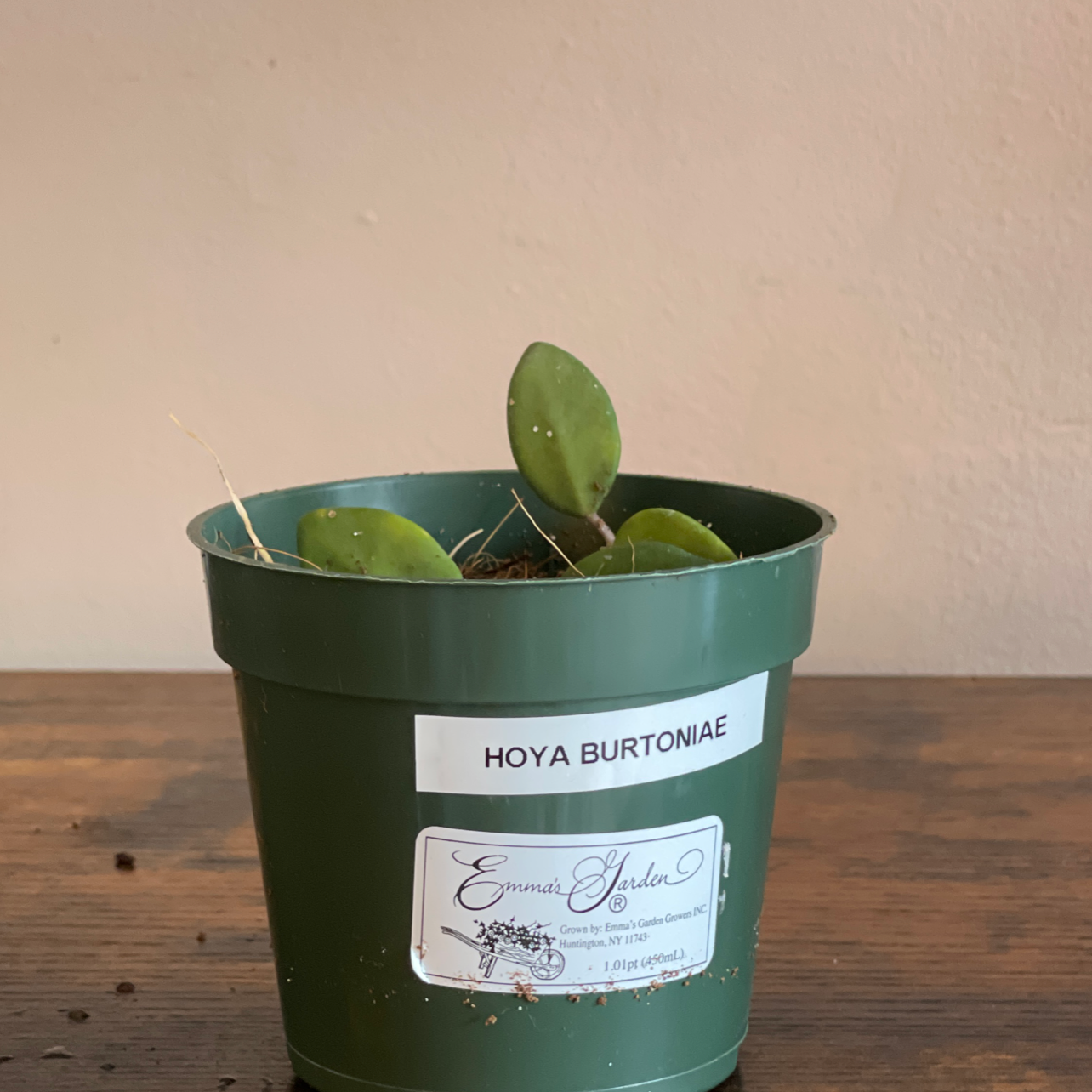 Potted Hoya 'Burtoniae' plant in a green plastic pot with visible soil.
