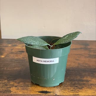 Hoya 'Memoria' plant in New York, New York