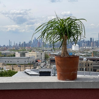 Ponytail Palm plant in New York, New York