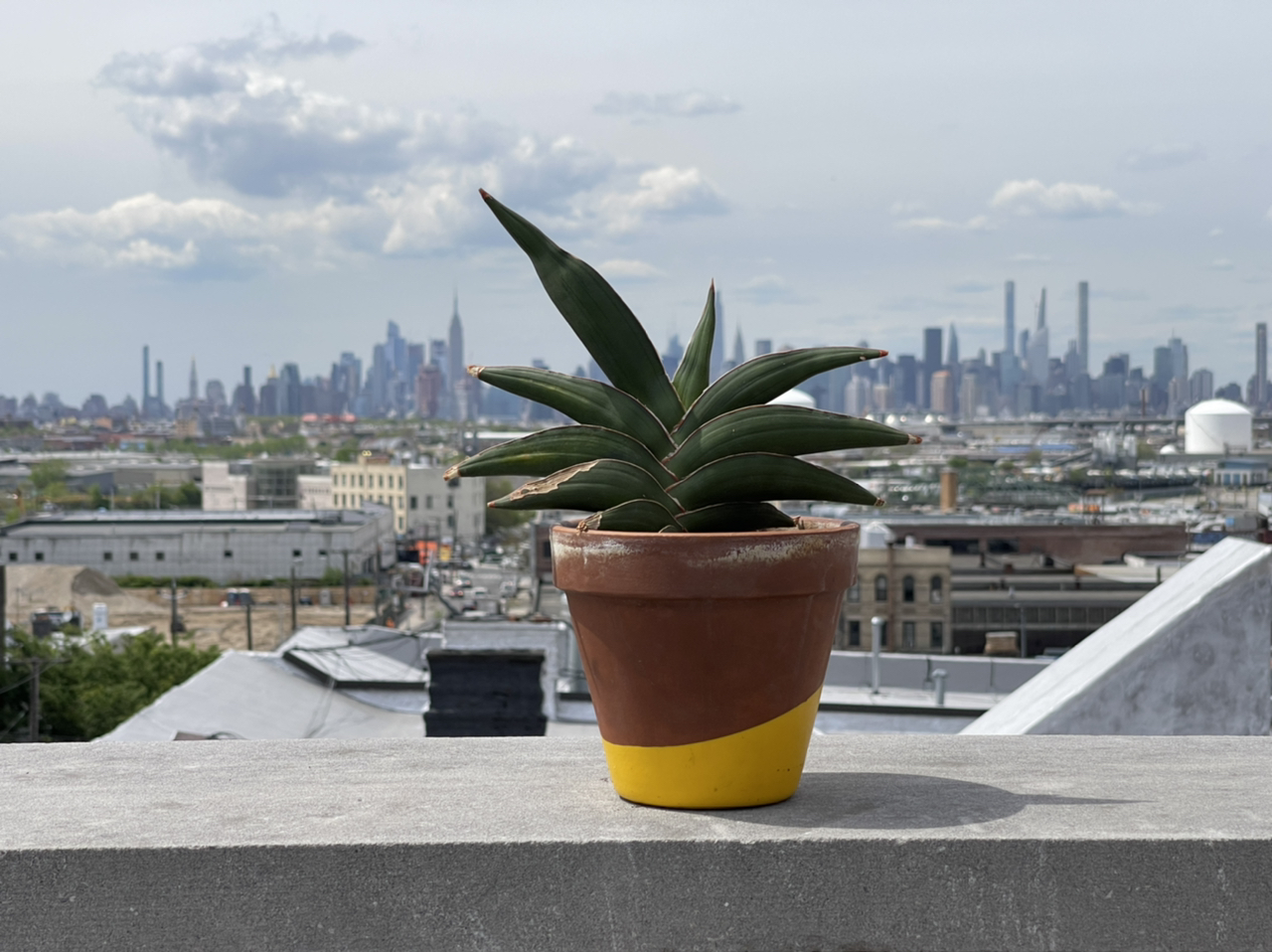 Photo of the plant species Samurai Dwarf Snake Plant by @cody named Sienna on Greg, the plant care app