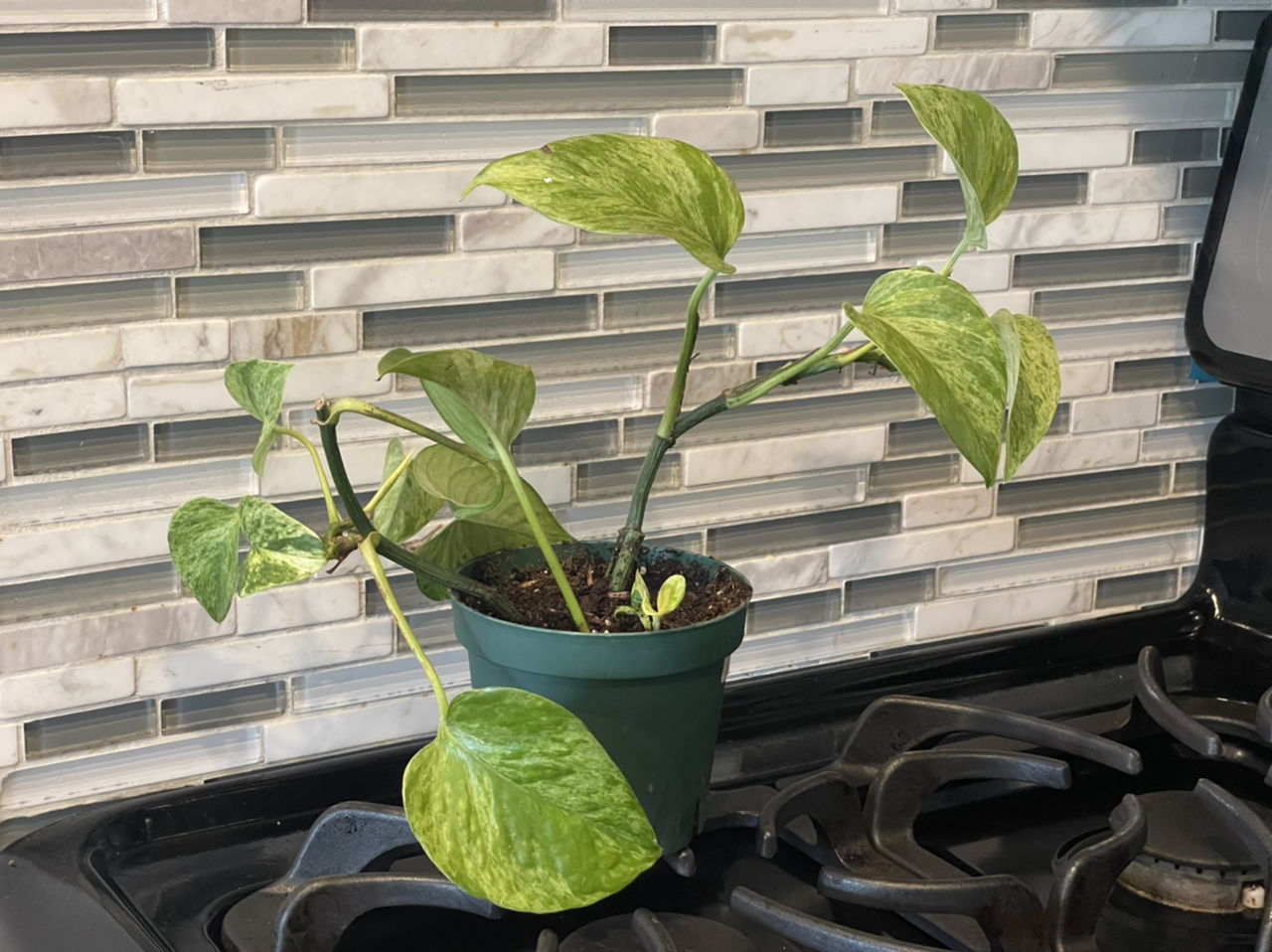 Marble Queen Pothos plant photo by @cody named MQP on Greg, the plant care app.