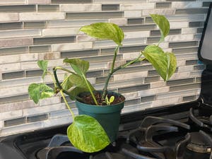 Marble Queen Pothos plant photo by Cody named MQP on Greg, the plant care app.