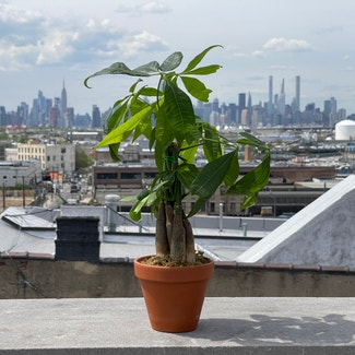 Money Tree plant in New York, New York