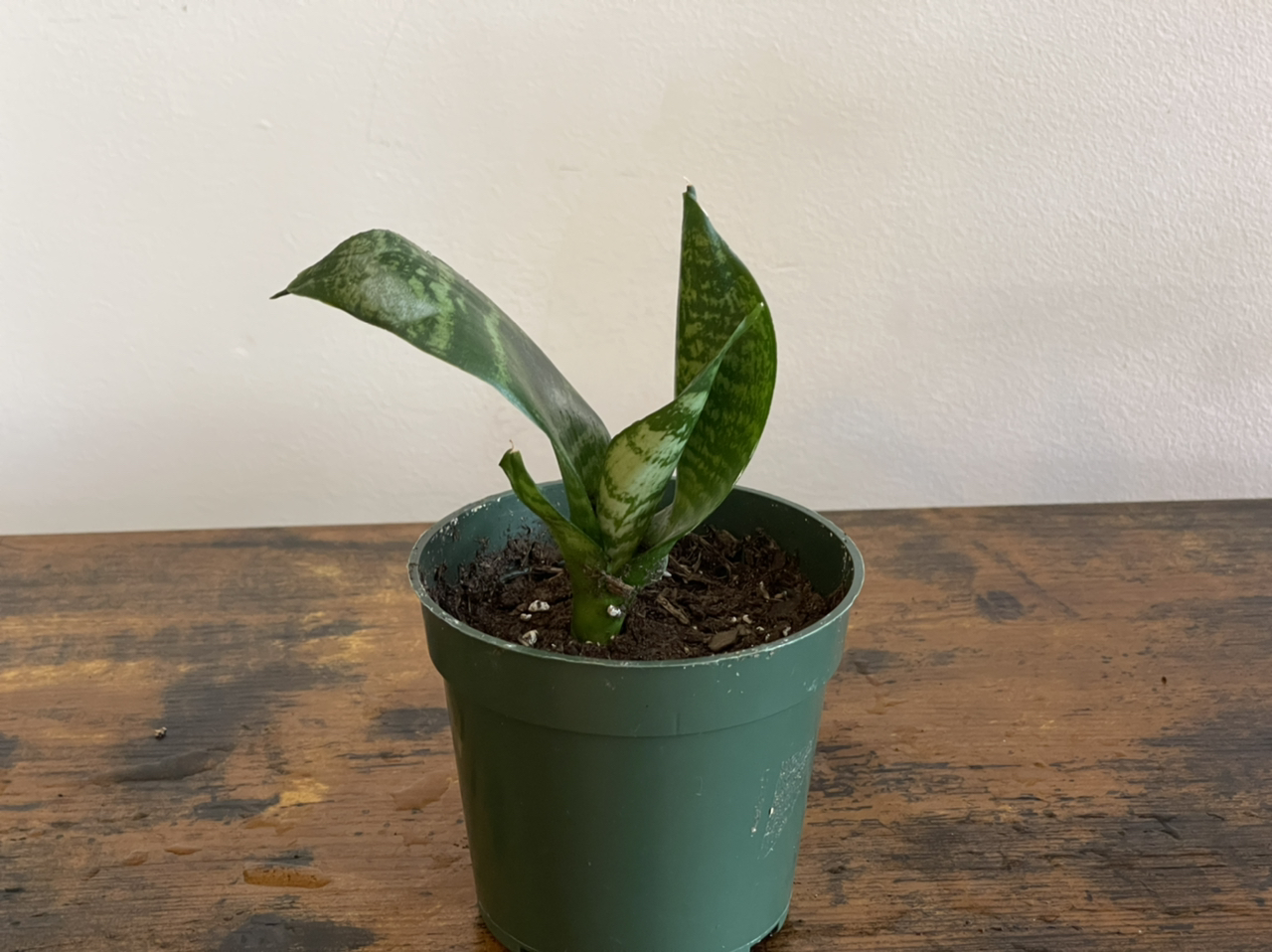 Photo of the plant species Forest Star Snake Plant by @cody named Forrest Jr. on Greg, the plant care app