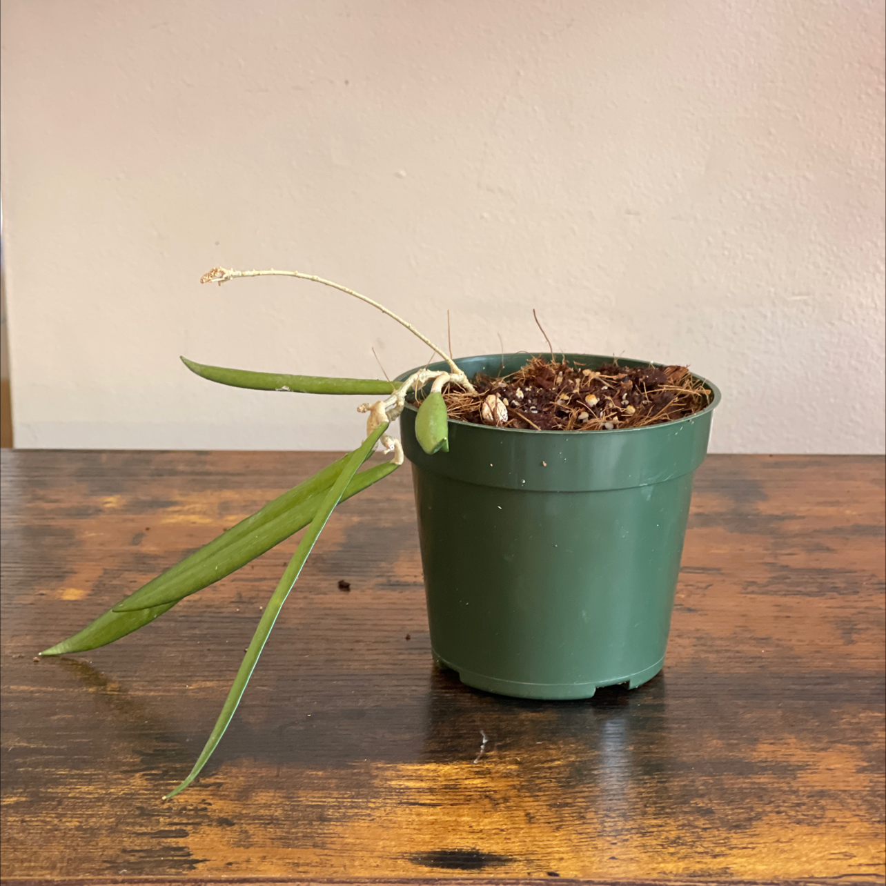 Potted Hoya shepherdii plant with long, narrow leaves, appearing wilted. Soil is visible.