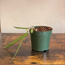 Hoya shepherdii plant