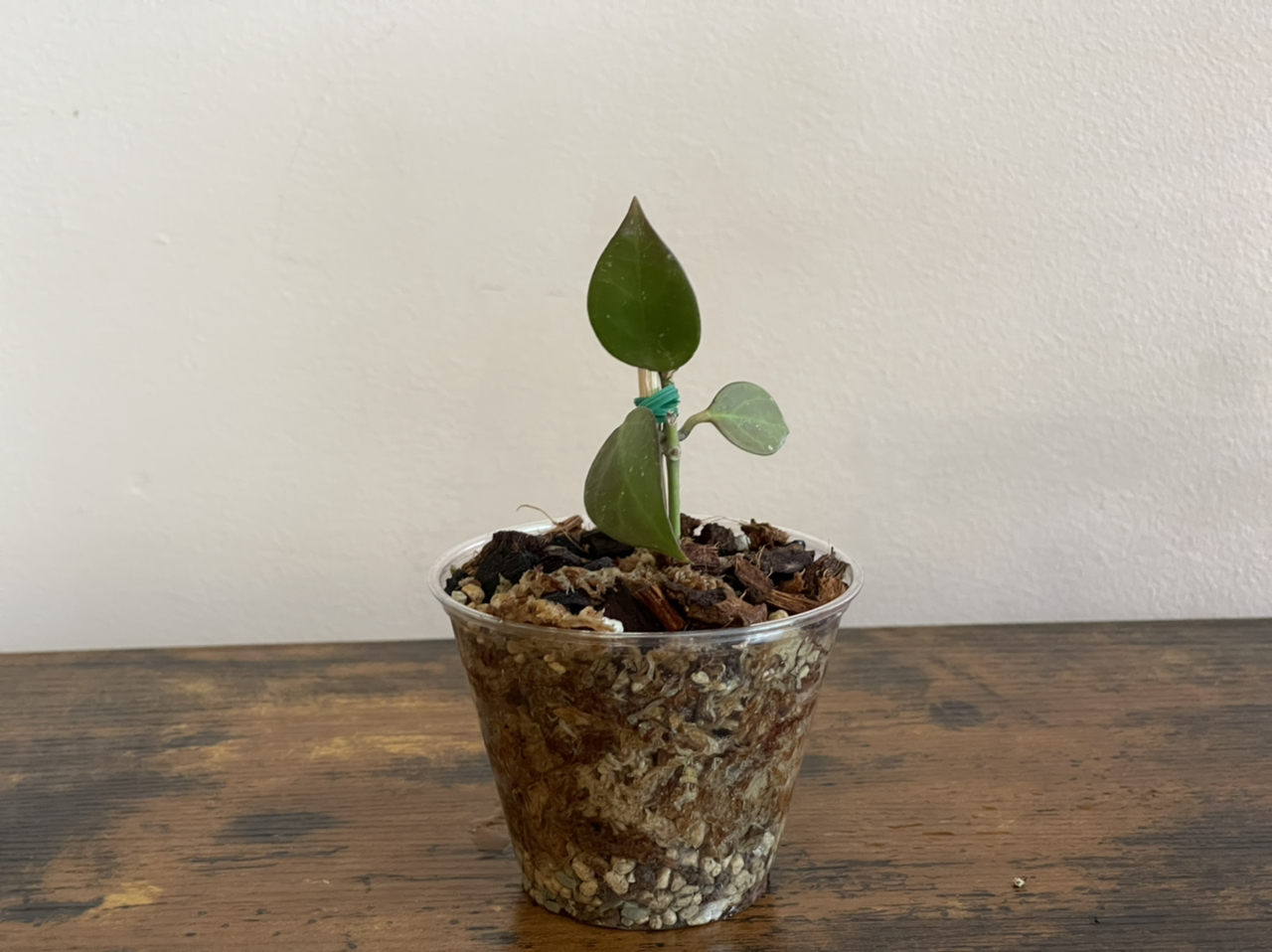 Photo of the plant species Hoya 'Sunrise' by @cody named Summer on Greg, the plant care app
