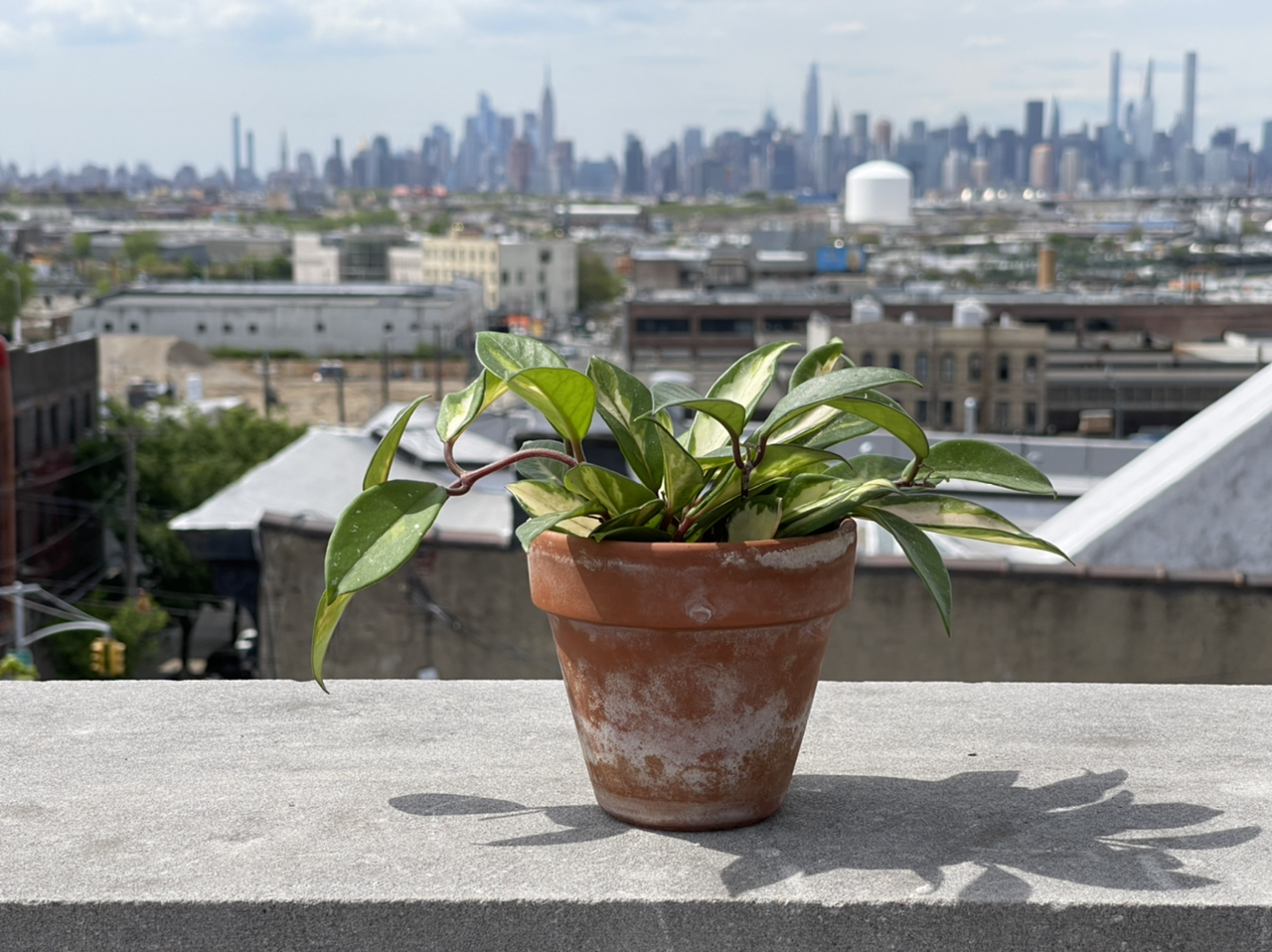 Photo of the plant species Exotic Hoya by @cody named Eric on Greg, the plant care app