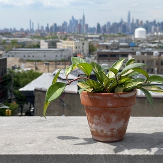 Exotic Hoya plant in New York, New York