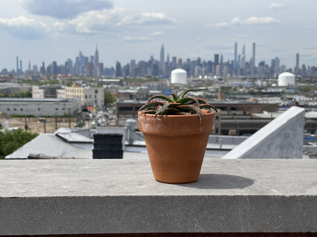 Photo of the plant species Aloe 'Christmas Sleigh' by @cody named Alex on Greg, the plant care app