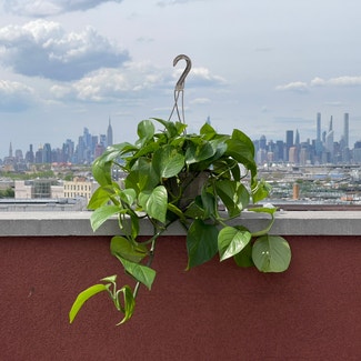 Hawaiian Pothos plant in New York, New York