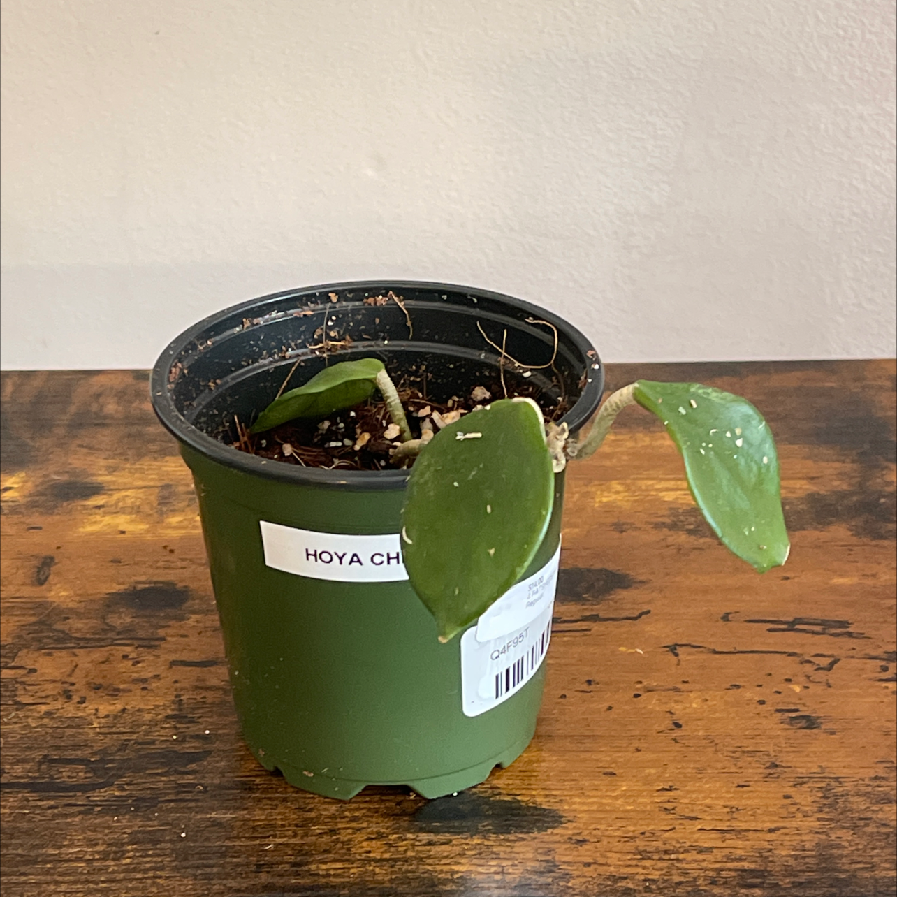 Potted Hoya Chelsea plant with green leaves in a plastic pot with visible soil.