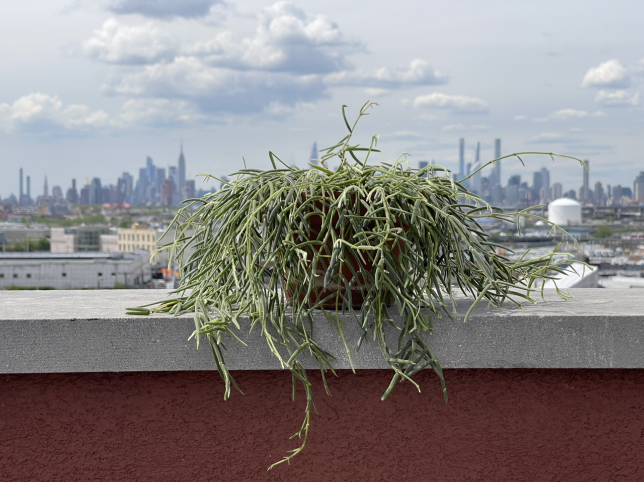 Photo of the plant species Wax Plant by @cody named Linda on Greg, the plant care app