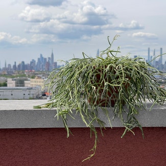 Wax Plant plant in New York, New York