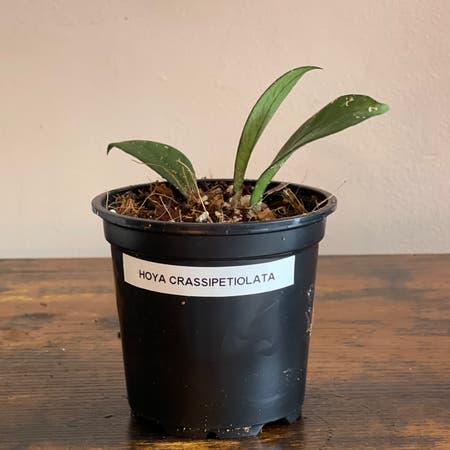Photo of the plant species Hoya 'Crassipetiolata' by Cody named Hoya Crassipetiolata on Greg, the plant care app