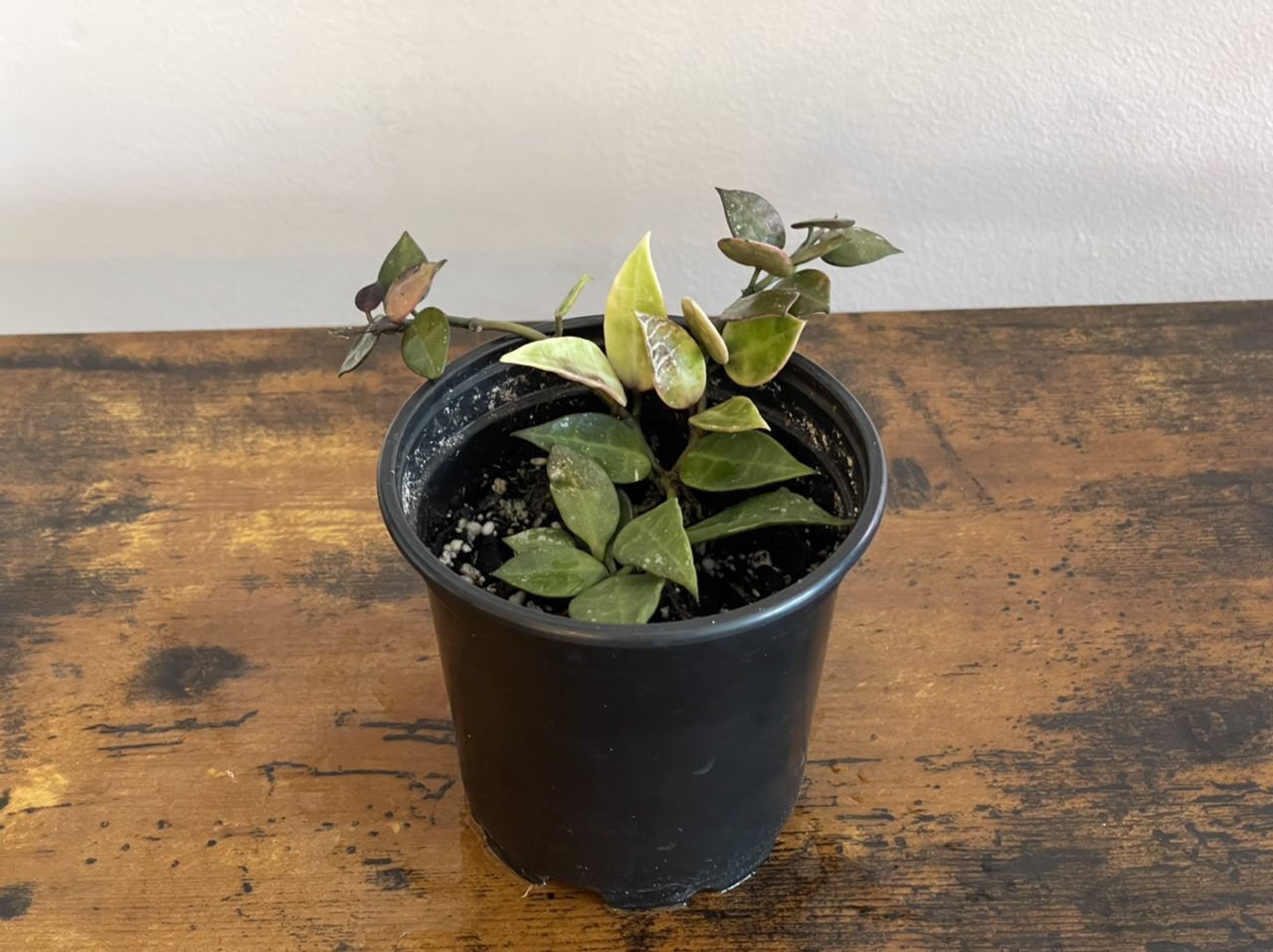 Photo of the plant species Hoya lacunosa by @cody named Larry on Greg, the plant care app