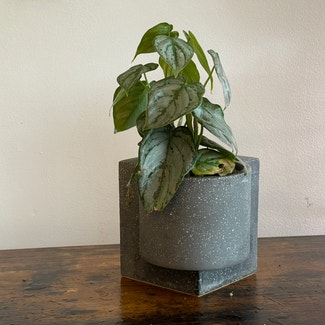 Silver Leaf Philodendron plant in New York, New York