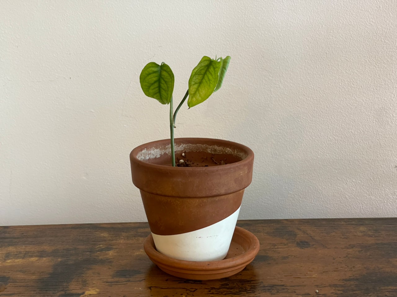 A young Silver Monstera plant in a terracotta pot with two healthy leaves.