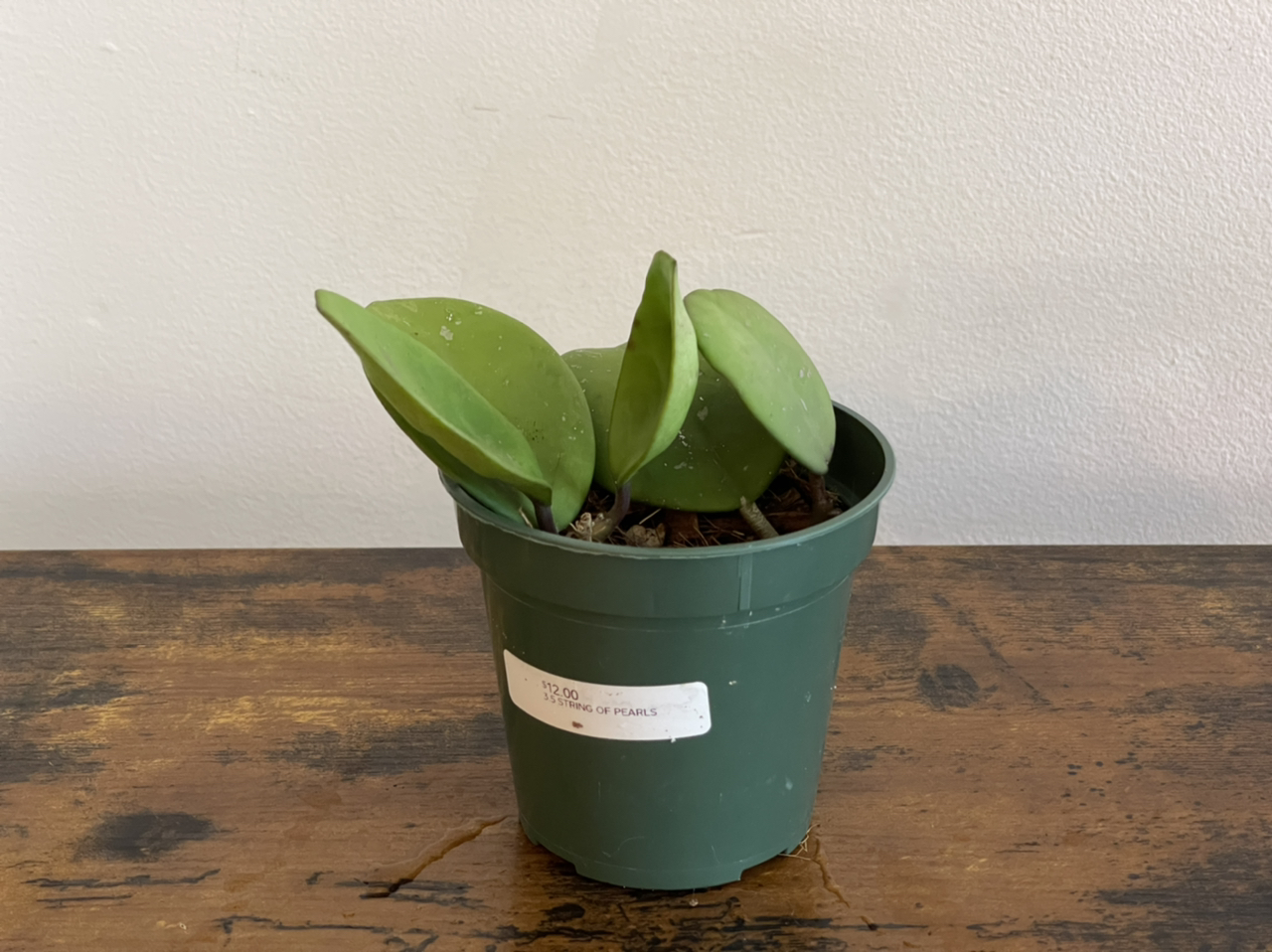 Photo of the plant species Hoya obovata by @cody named Hoya obovata on Greg, the plant care app