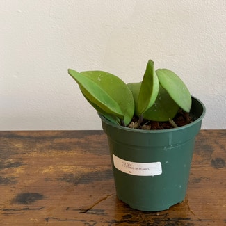 Hoya obovata plant in New York, New York
