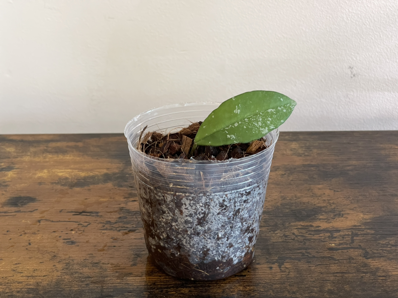Photo of the plant species Hoya 'Millie' by @cody named Hoya Millie on Greg, the plant care app