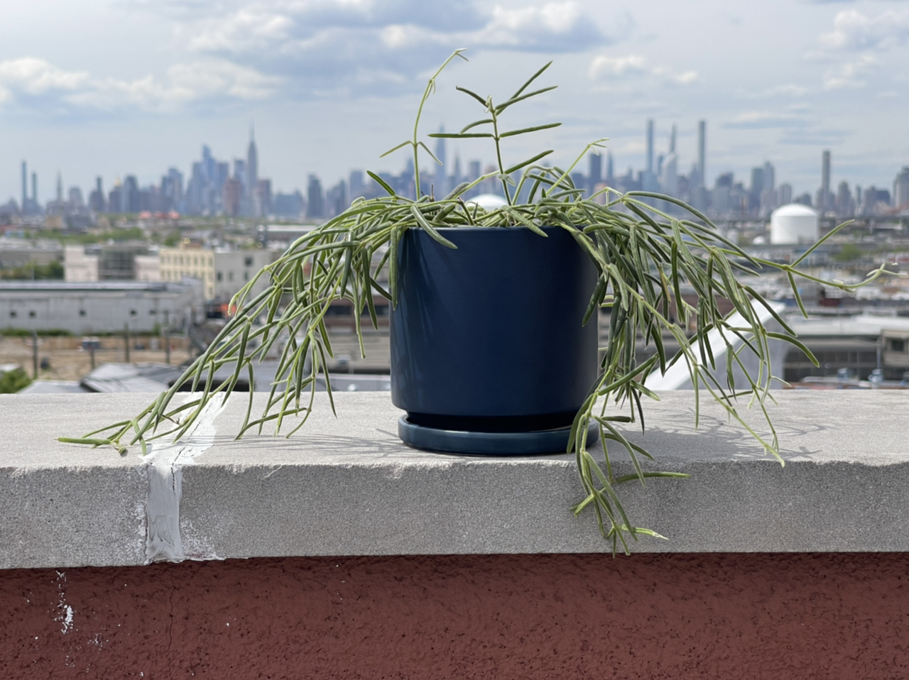 Photo of the plant species Wax Plant by @cody named Linda V on Greg, the plant care app