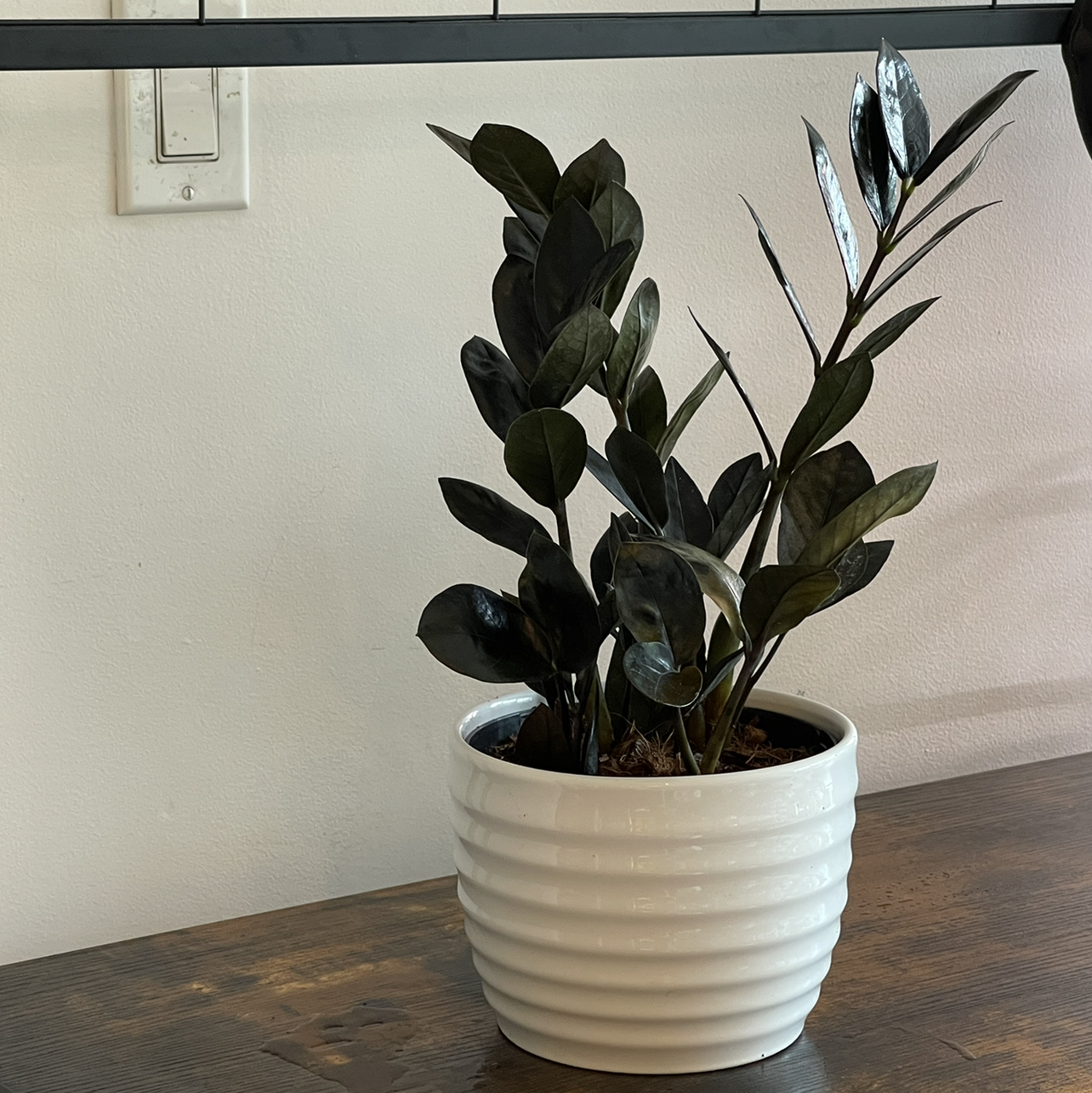 Raven ZZ Plant plant photo by @cody named Zen on Greg, the plant care app.