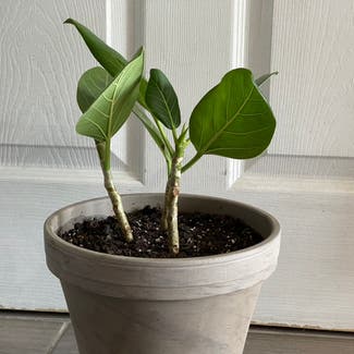 Audrey Ficus plant in New York, New York