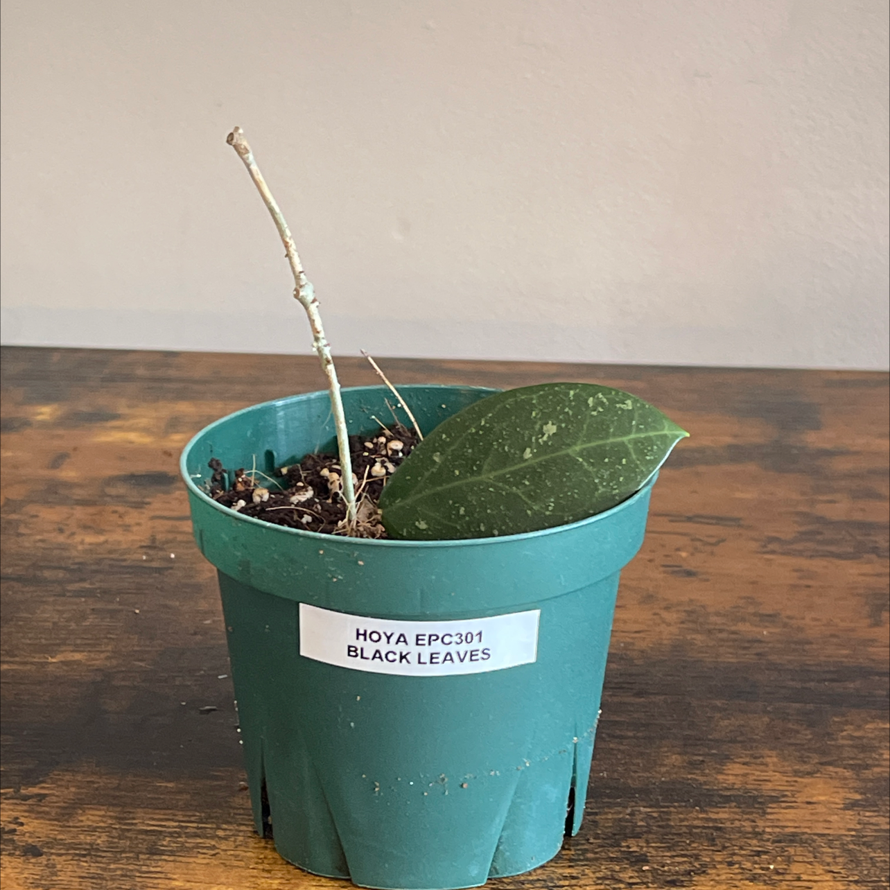 Photo of the plant species Hoya 'Black Leaves' by @cody named Hoya EPC301 on Greg, the plant care app