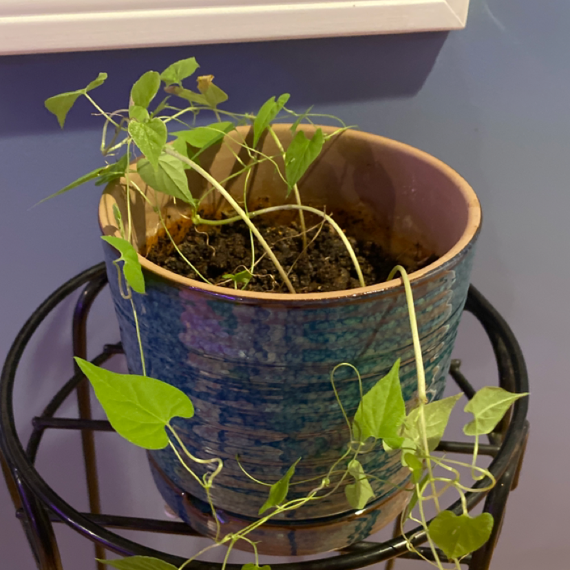 Potted Mexican Morning Glory with green leaves and visible soil in a ceramic pot on a stand.