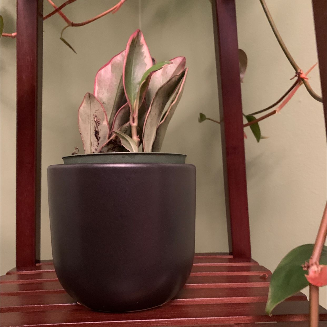 Peperomia 'Ginny' plant in a dark pot on a wooden shelf with some leaf discoloration.