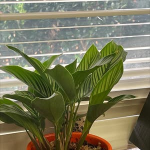 Calathea 'Freddie' plant photo by Lan named Pointy on Greg, the plant care app.