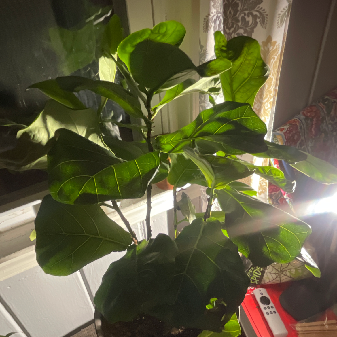Fiddle Leaf Fig plant photo by Lan named Figgy on Greg, the plant care app.